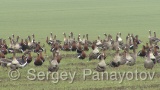 Video of Red-breasted goose - Red-breasted Goose in the bulgarian winter